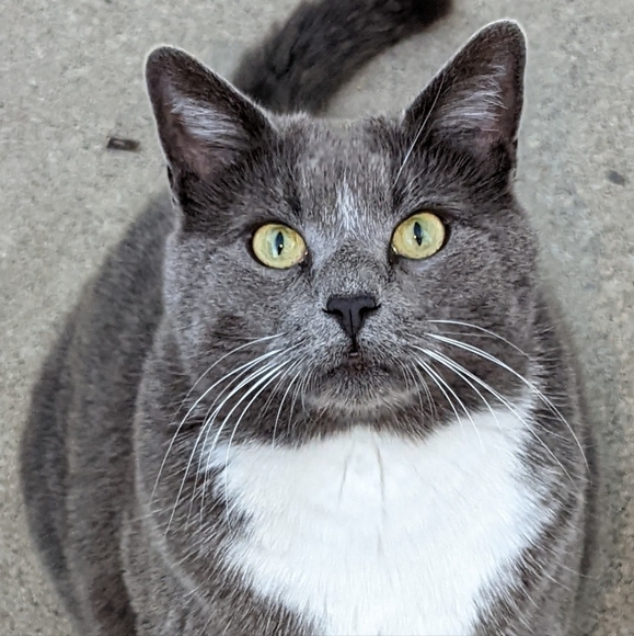 Meet your Posher, Kimberly (and Abbycat) - Picture 3 of 6